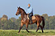 Horseback riding in South Tyrol