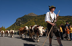 The “Almabtrieb” in South Tyrol